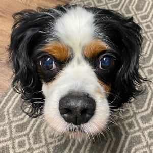 Meet your Posher, Regina